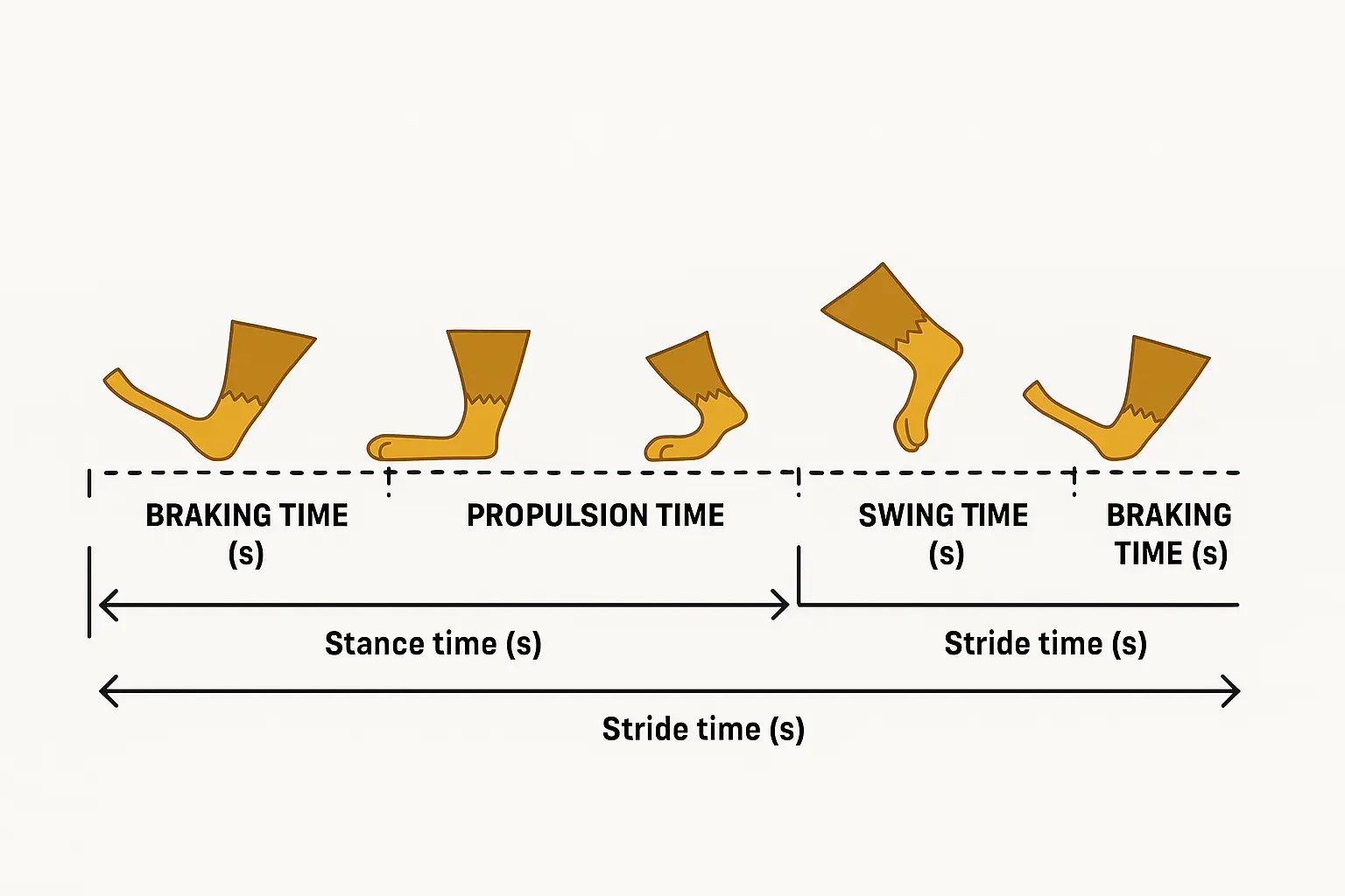 Diagram illustrating gait phases in trisomic mice, including braking time, propulsion time, and swing time, mapped onto stance and stride durations.
