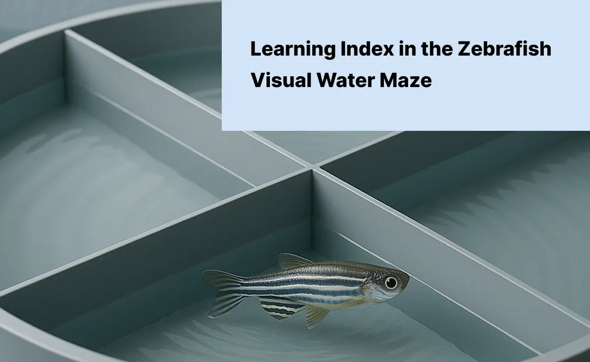 Zebrafish swimming in a circular water maze with four quadrants, used to assess spatial learning and memory.