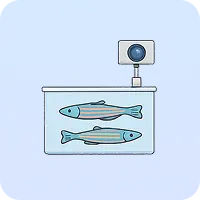 Zebrafish