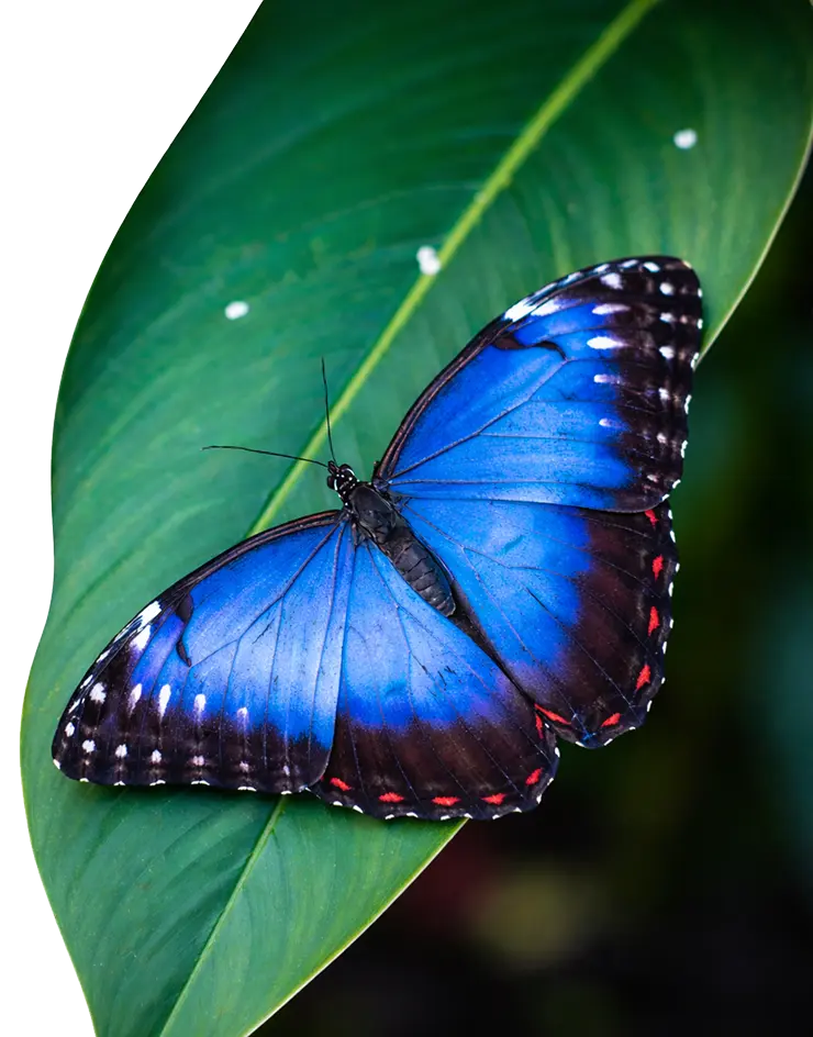 Insect behavior tracking software measuring locomotion and sensory responses in arthropods