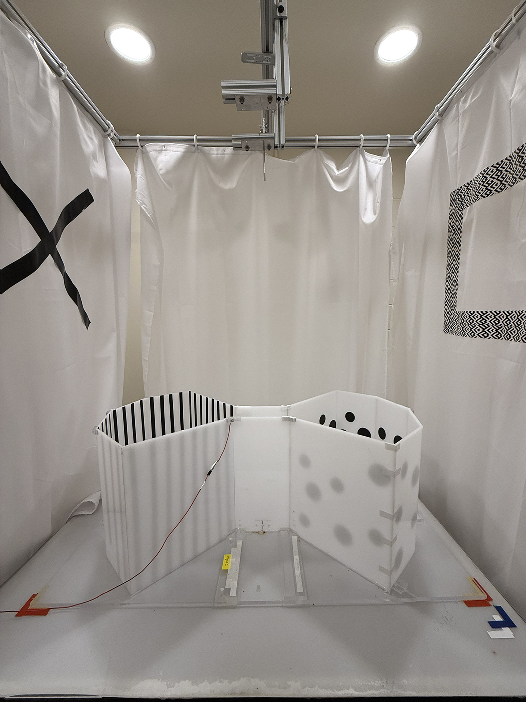 The Floor Maze - Behavioral Mazes