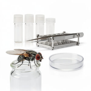 Drosophila