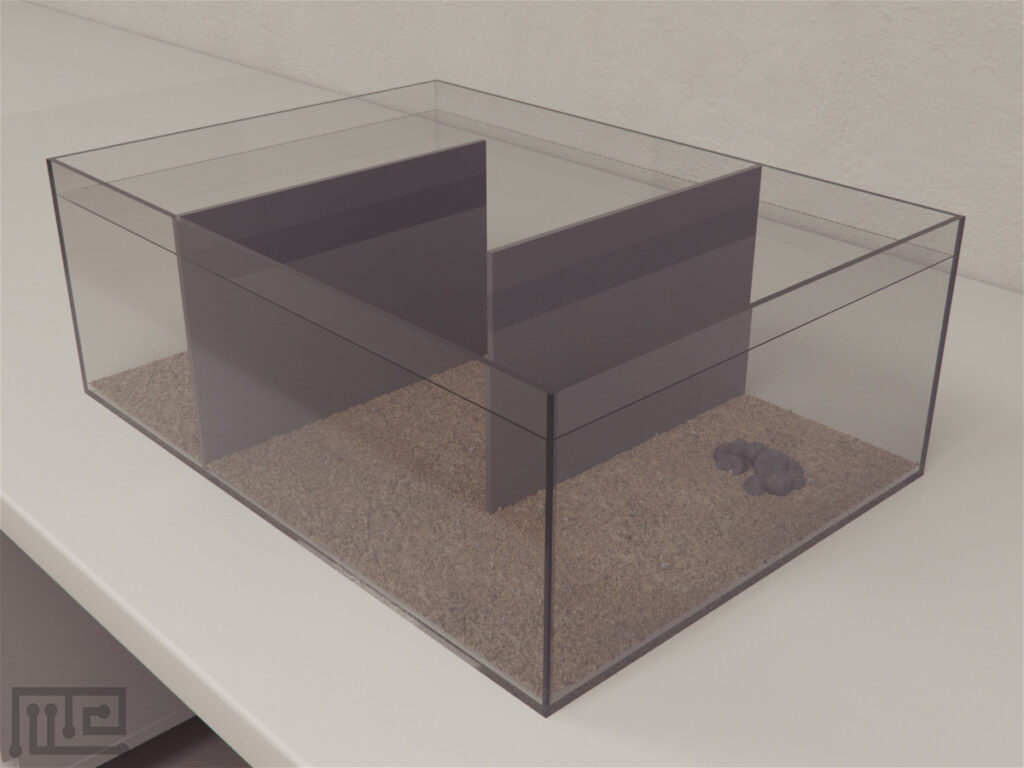 The Lobster maze (effect of immediate prior experience)