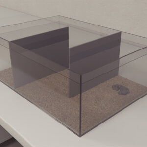 The Lobster maze (effect of immediate prior experience)