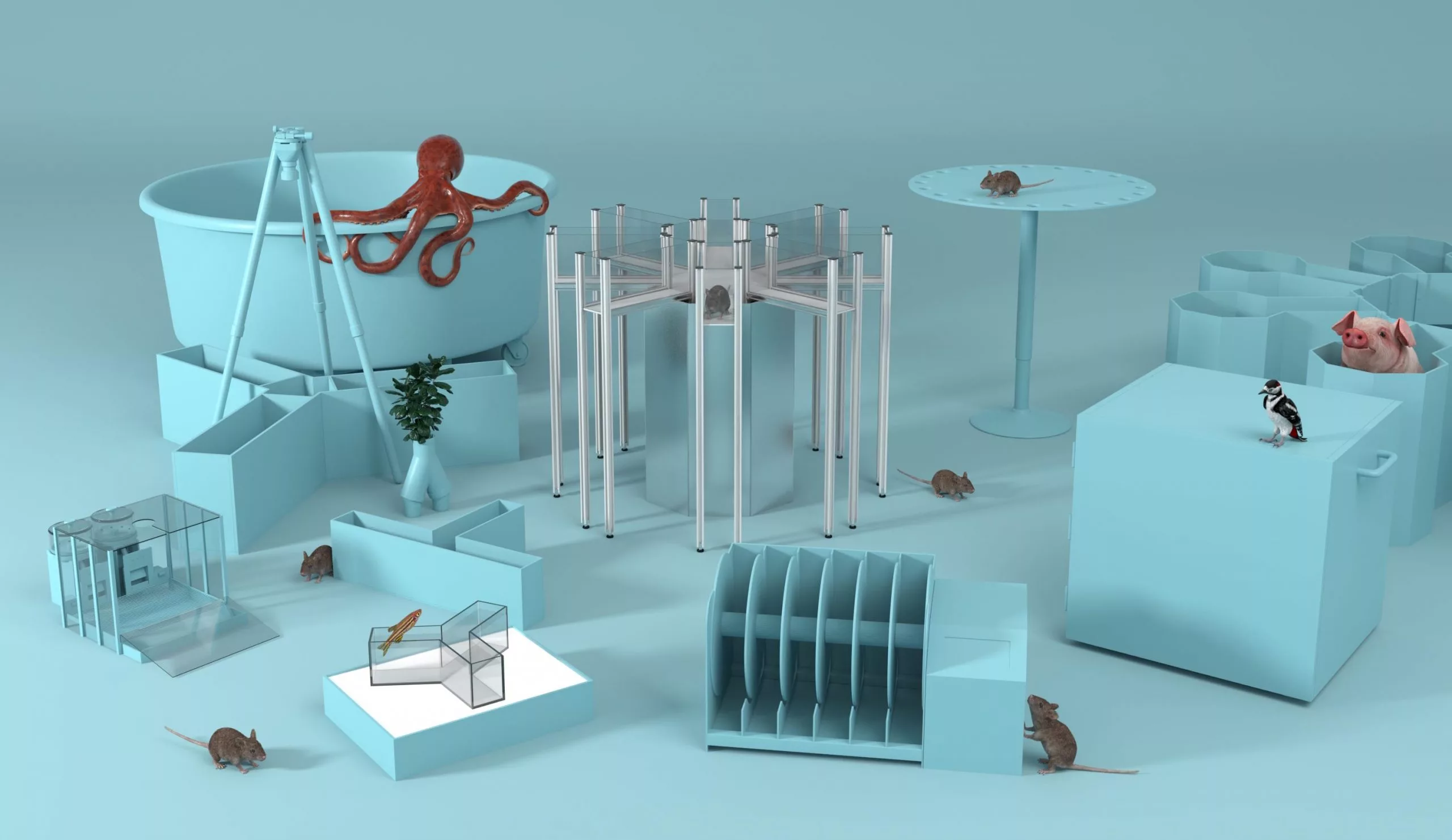 Butterfly Y Maze - Behavioral Mazes