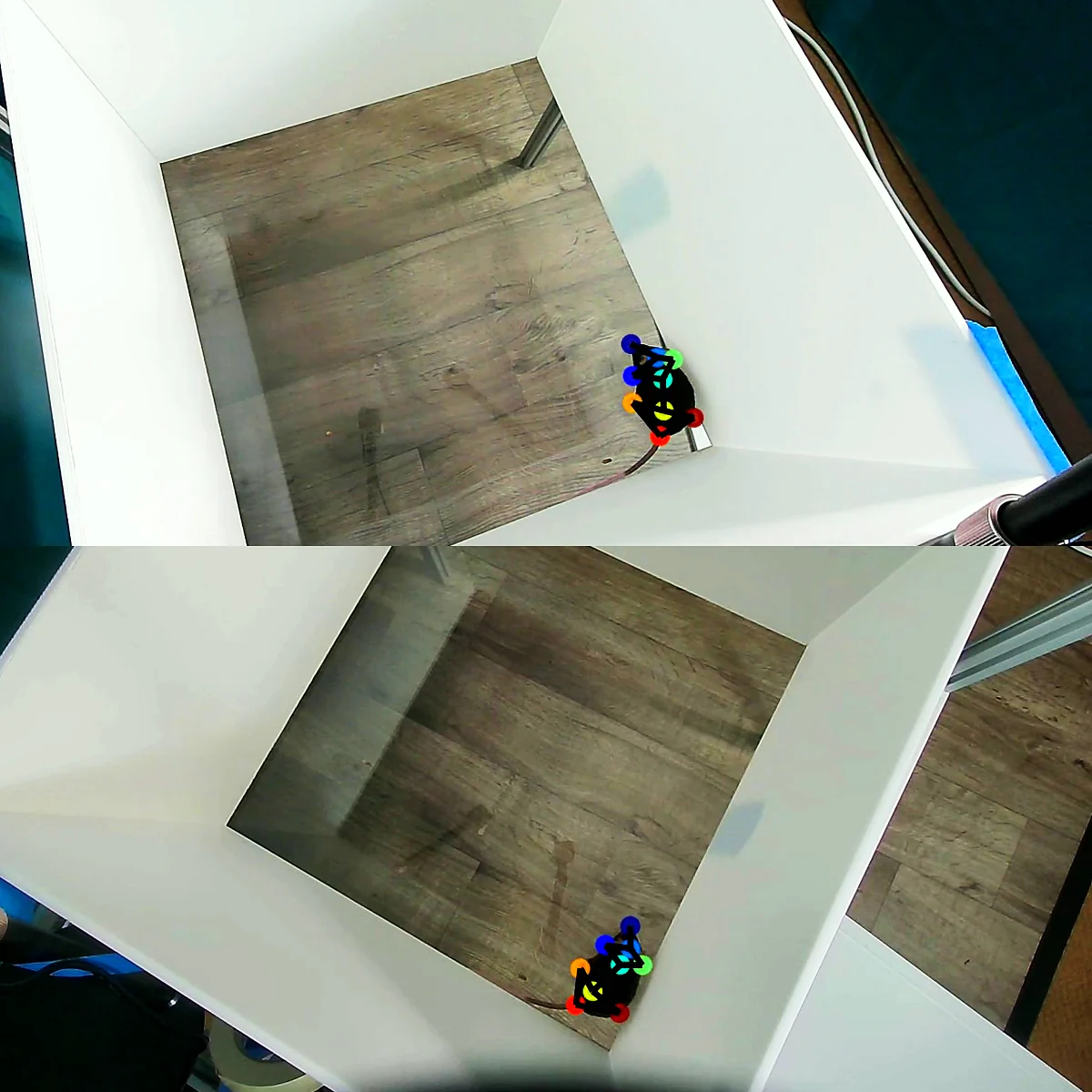 One mouse seen by two synchronized cameras, its body points tracked in both views