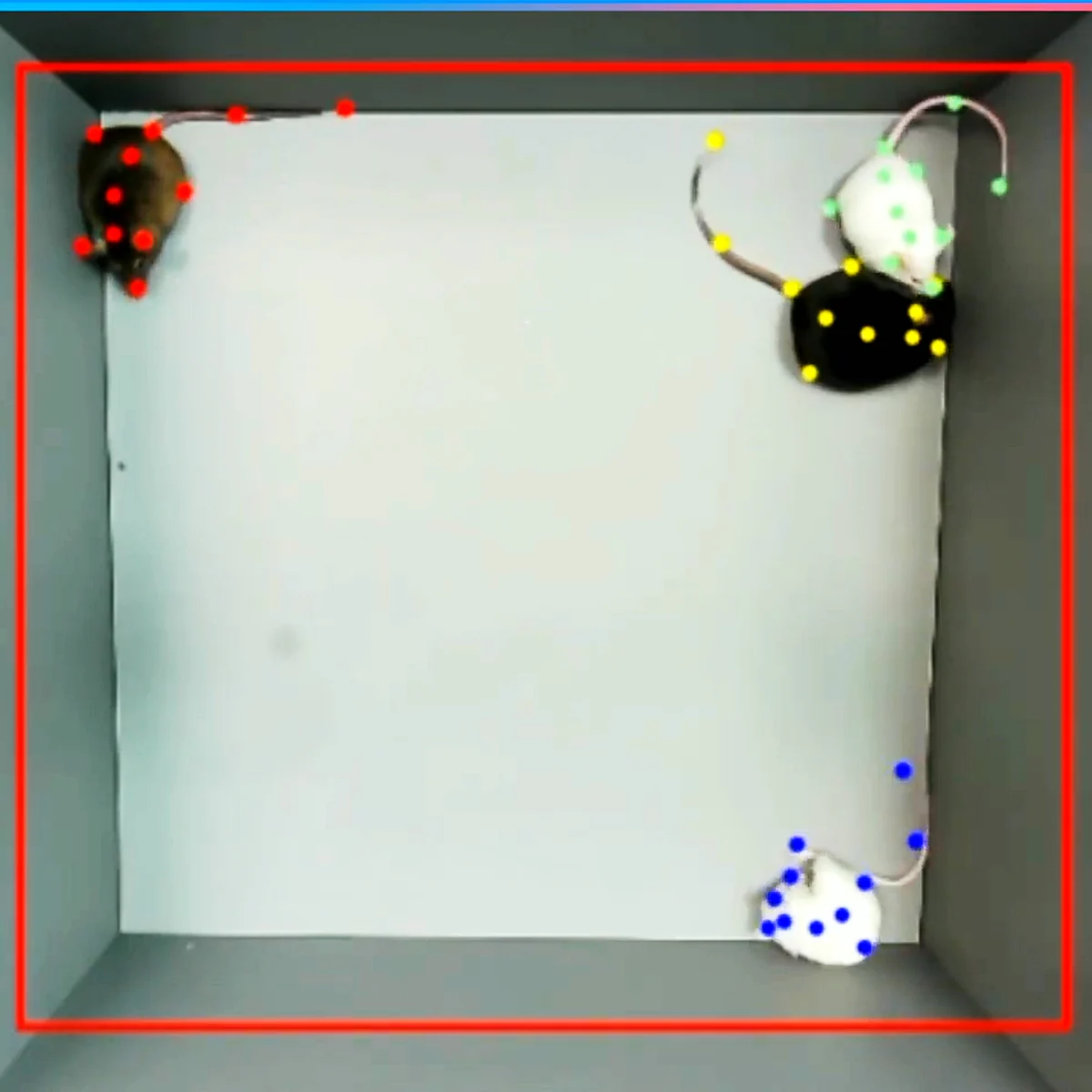 Two mice tracked in contact, their body points kept apart