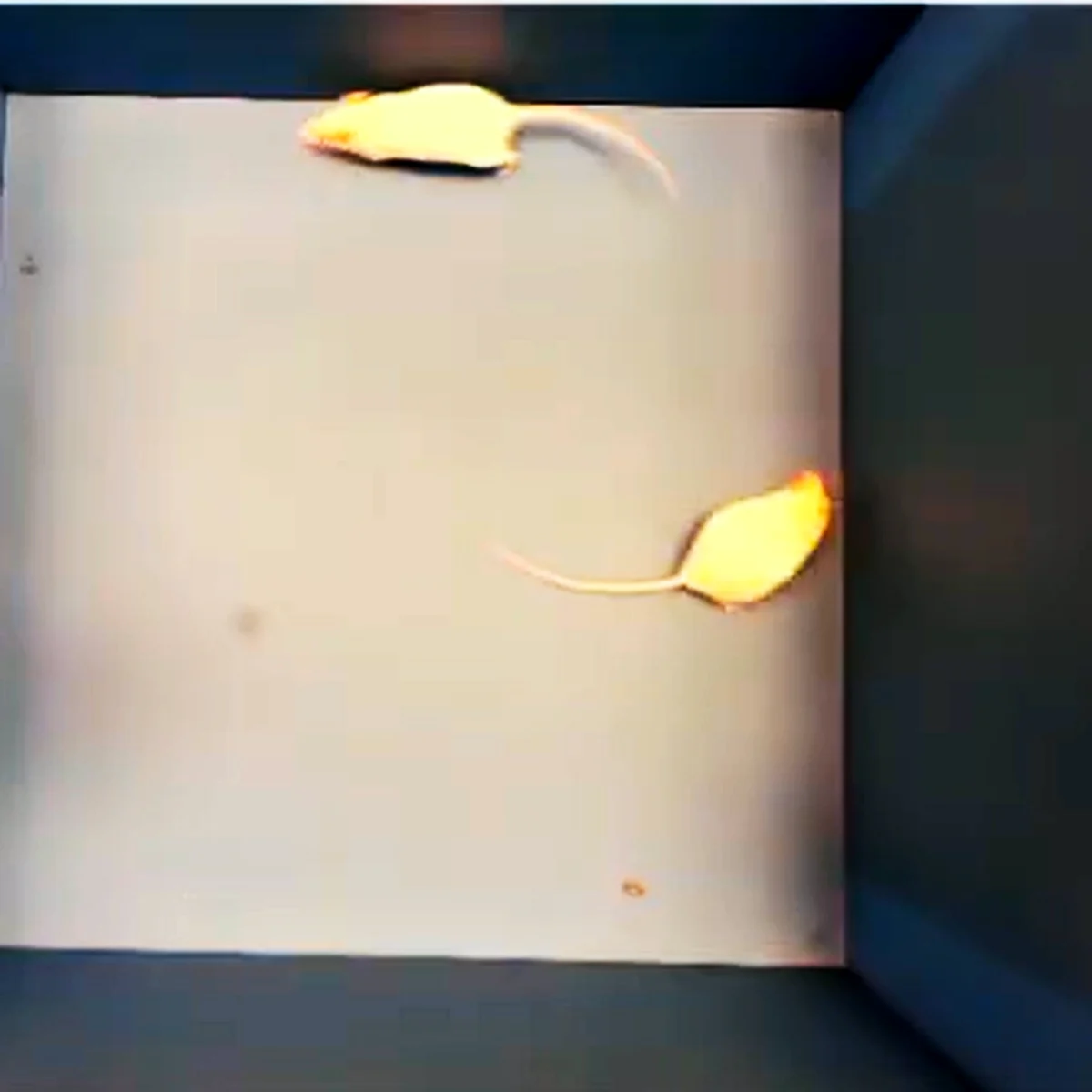 Two rats in the video the Annotator plays while you score
