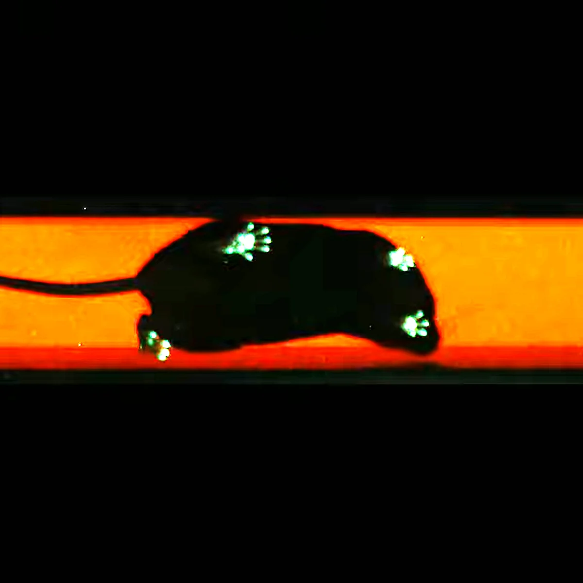 A mouse on the lit GaitMaster walkway, its paws marked where they touch the glass