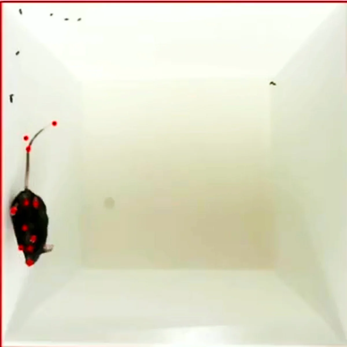 ConductVision tracking the body points of a mouse, the input to grooming analysis