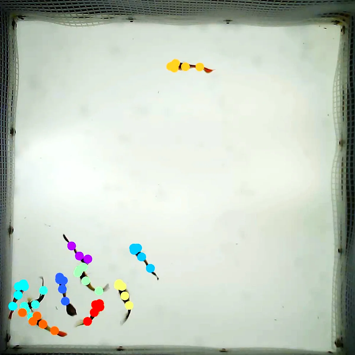 A zebrafish shoal gathered in one corner, every fish still tracked
