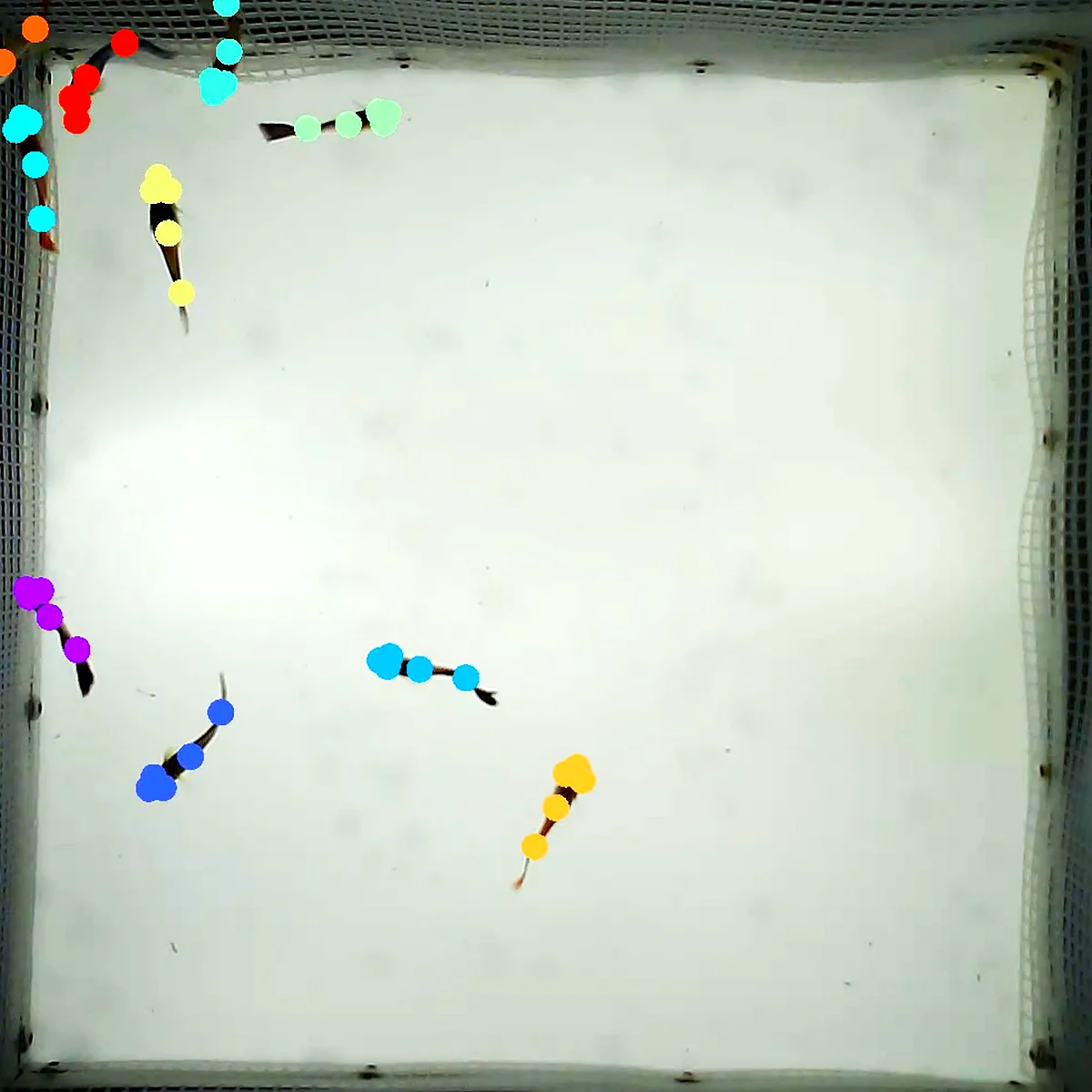 Zebrafish swimming along the tank wall, each tracked with its own body points