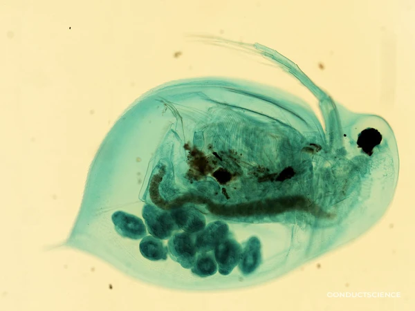 Phototaxis