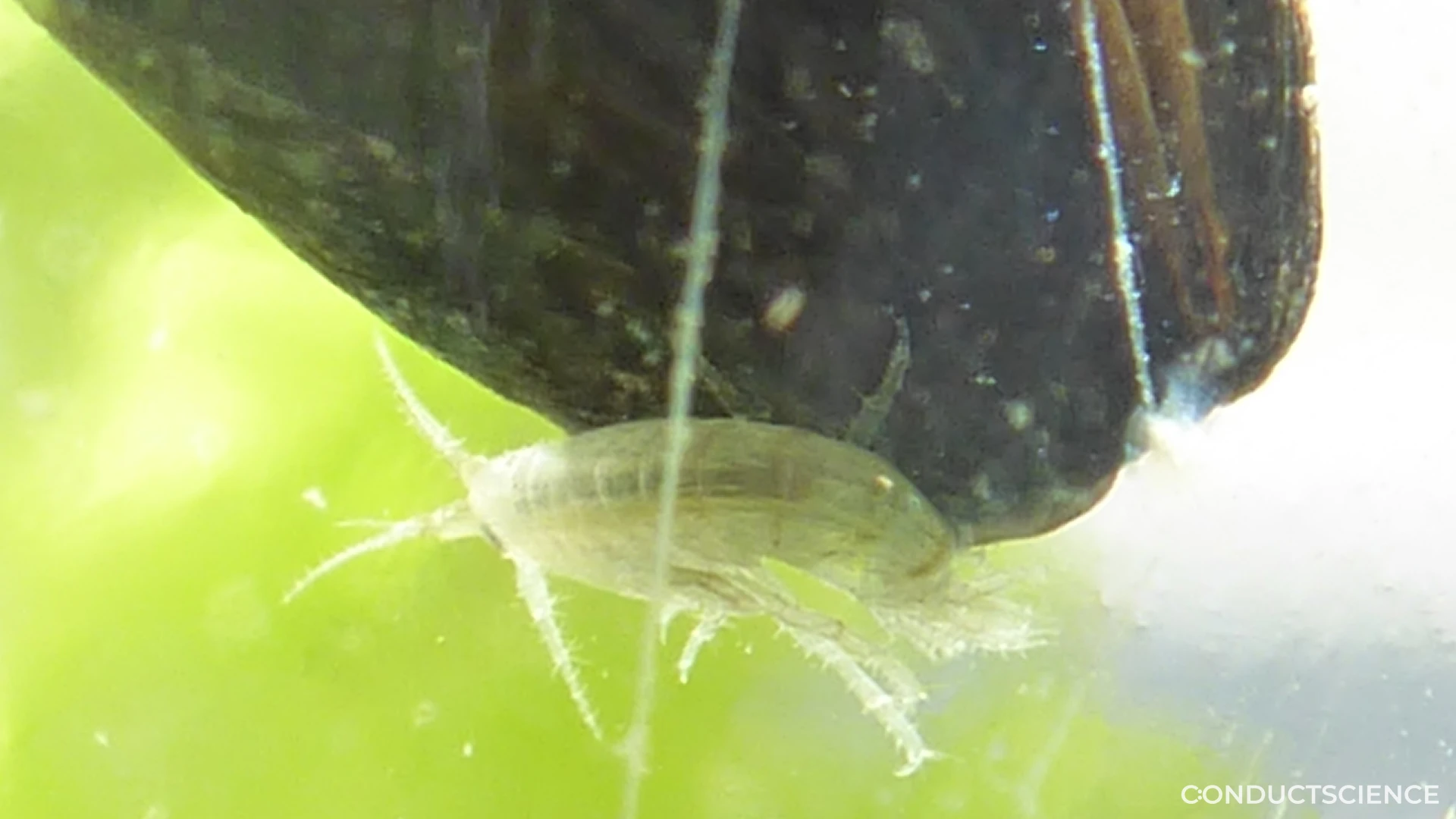 Why Water Flea in Behavioral Research