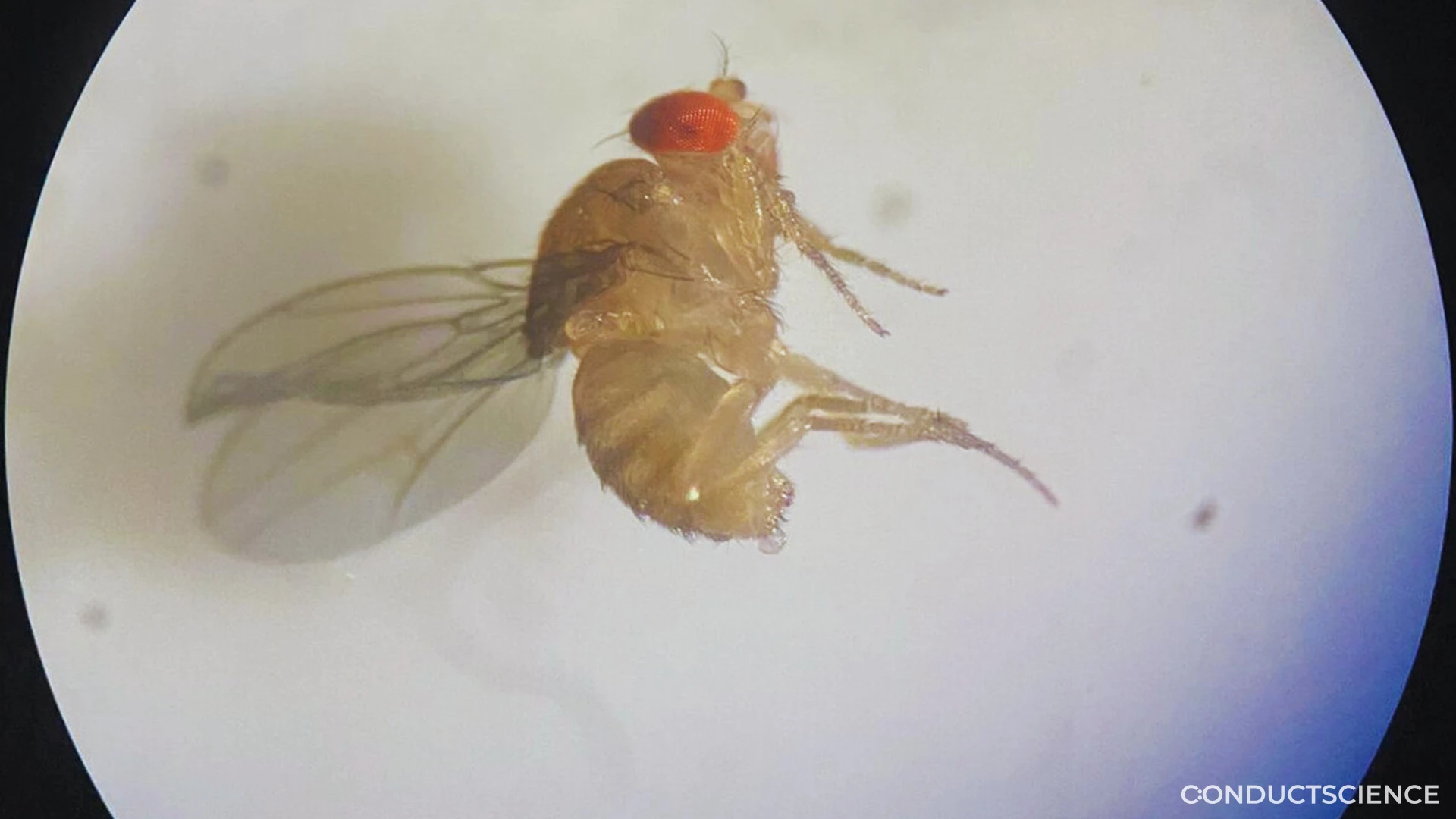 Why Drosophila in Behavioral Research