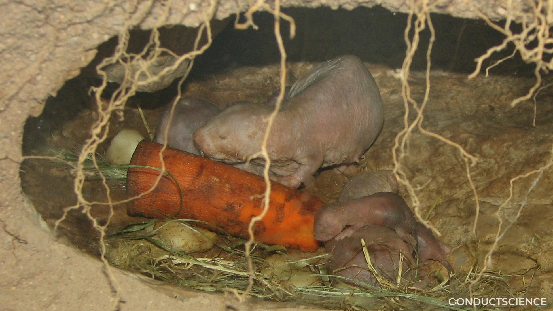 Why Naked Mole-Rat in Behavioral Research