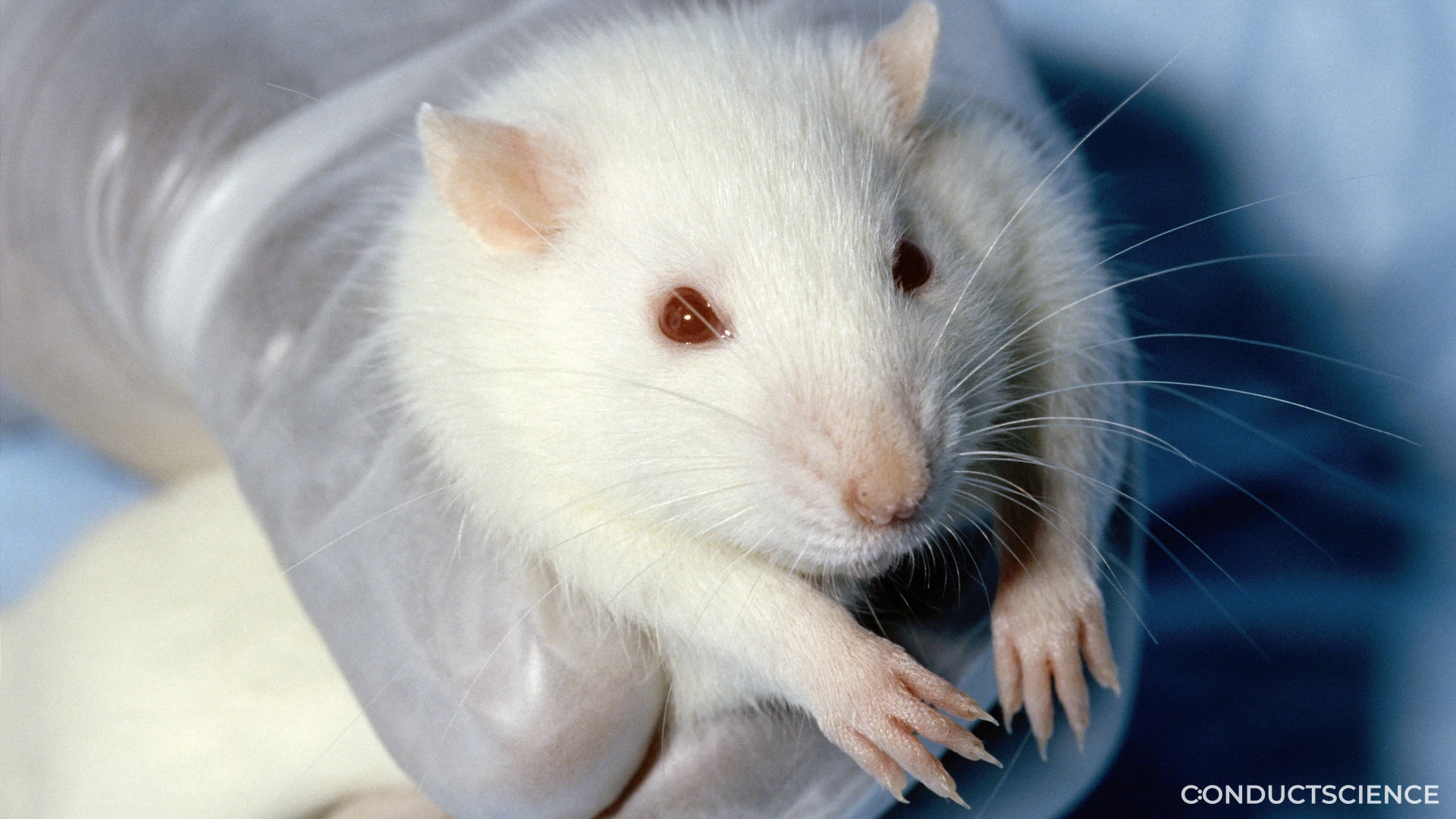 Why Rat in Behavioral Research