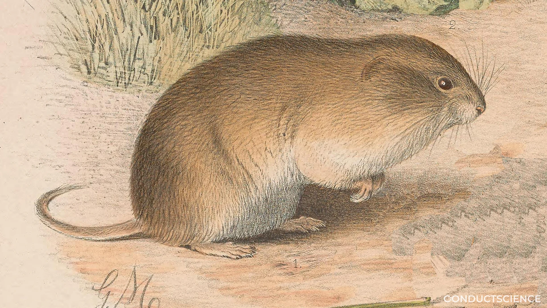 Why Prairie Vole in Behavioral Research