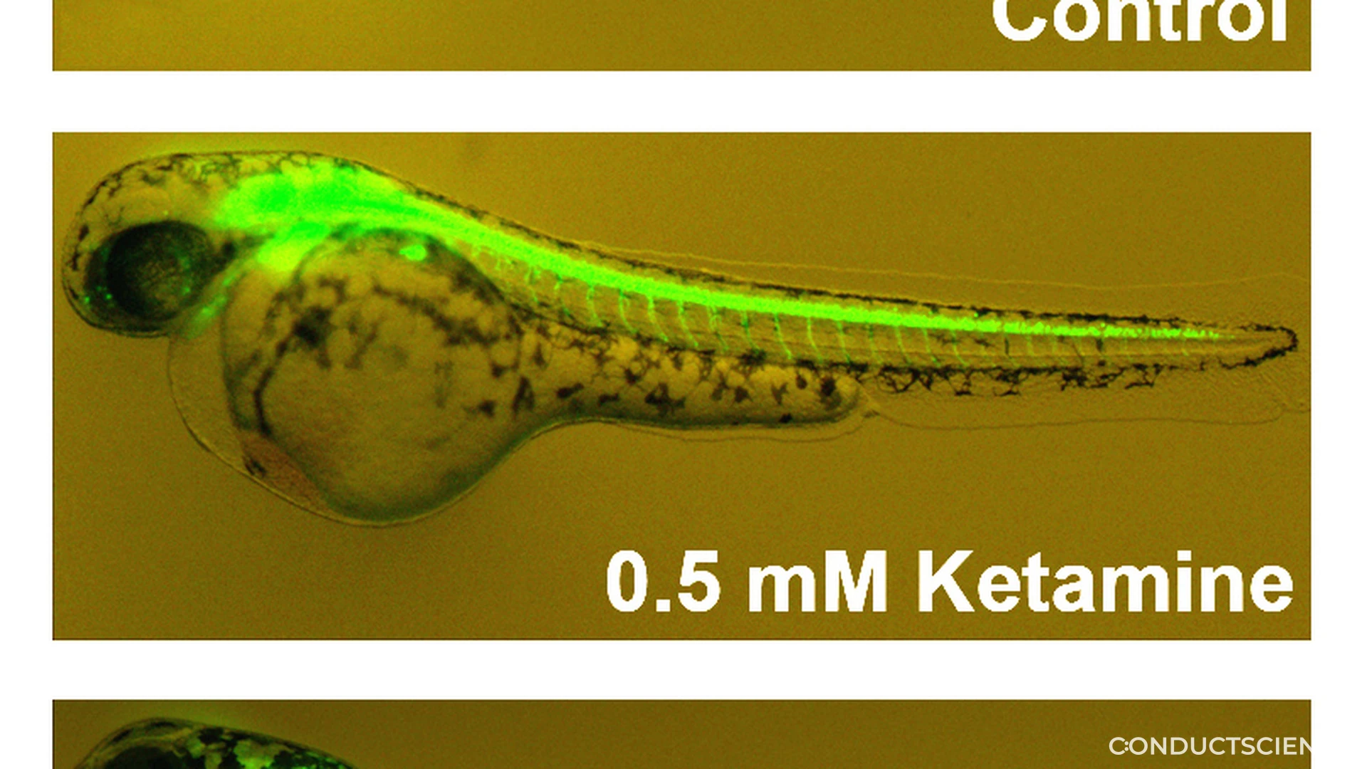 Why Zebrafish in Behavioral Research