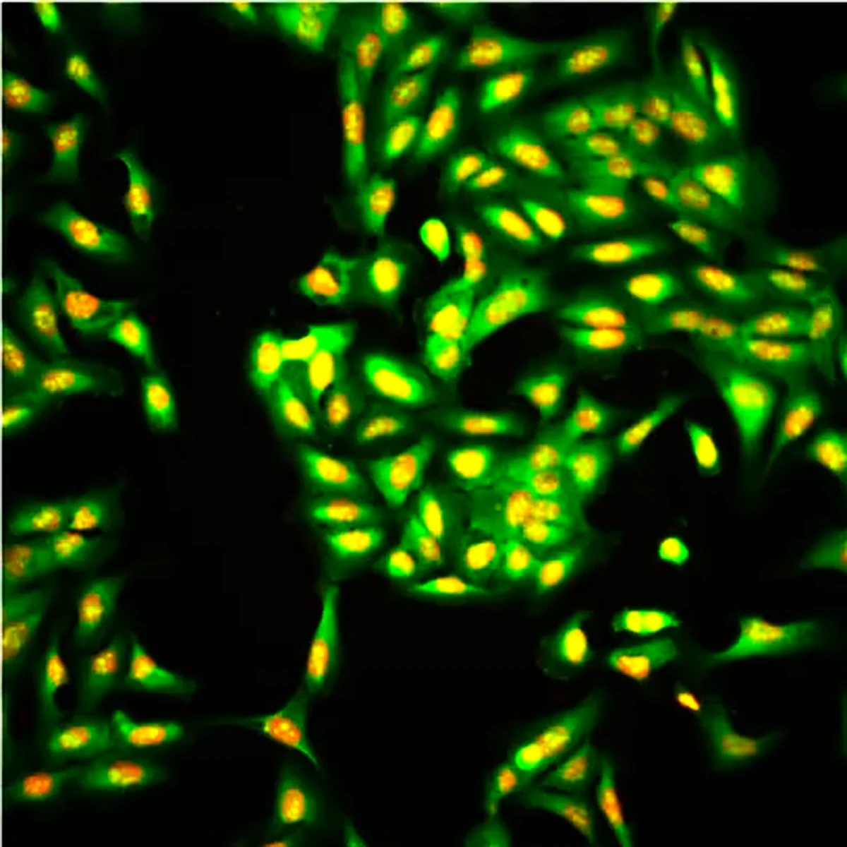 A fluorescence image of cells loaded for counting in ConductVision Image