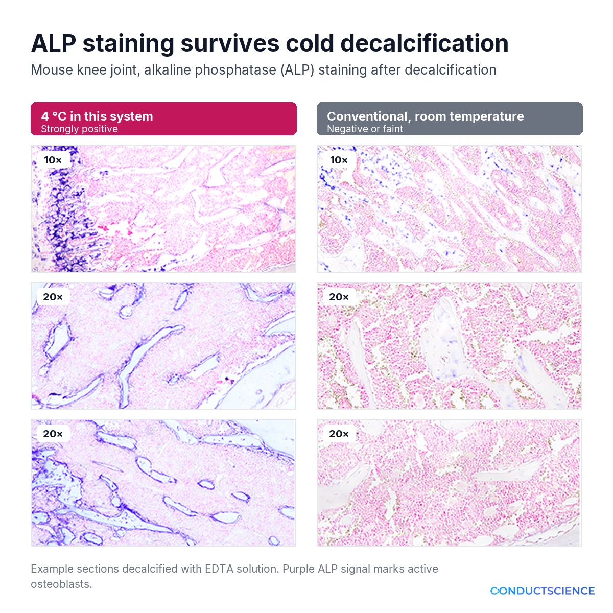 ALP staining of mouse knee joint after 4 °C EDTA decalcification compared with room-temperature decalcification