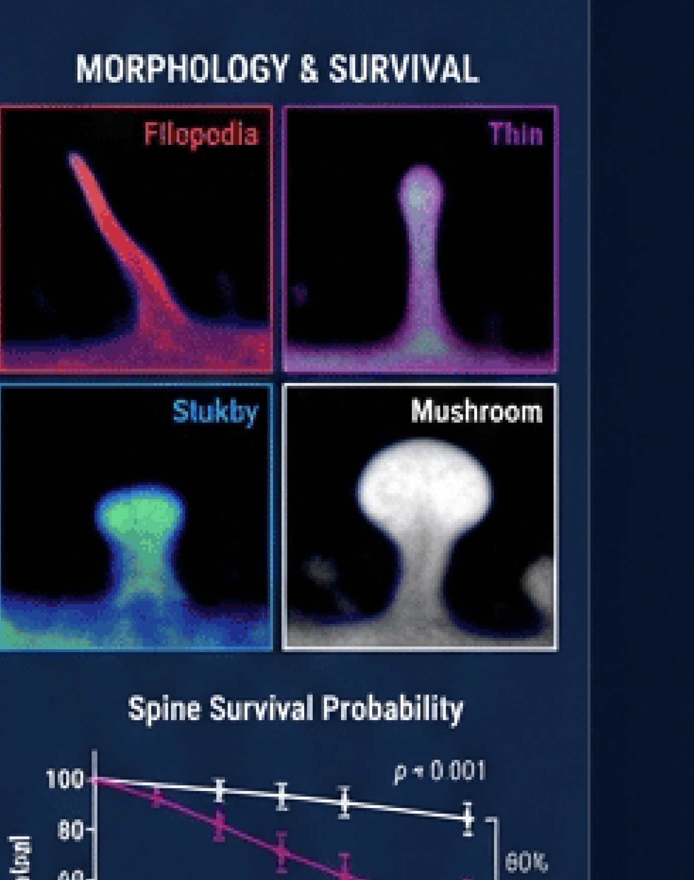 Spine morphology types with survival probability chart
