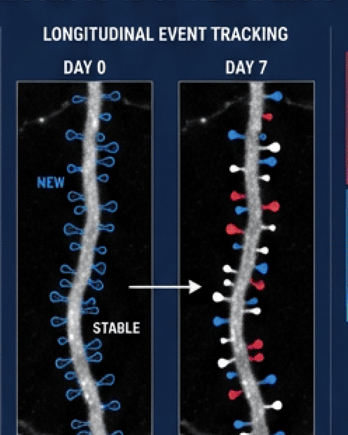 Longitudinal event tracking showing Day 0 to Day 7 spine changes