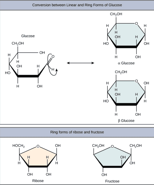 Structural representation of ring forms of glucose and fructose