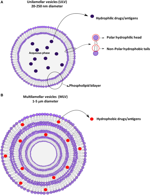 Unilamellar and multilamellar vesicular structures