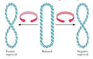 A schematic diagram of supercoiling of the DNA