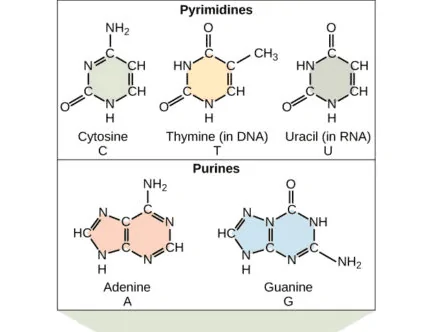 The structural diagram of two purines and three pyrimidines found in DNA and RNA