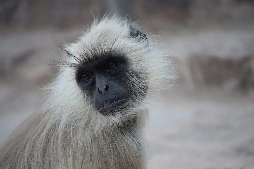 Does Coloration of Animals Determine Sexual Signaling