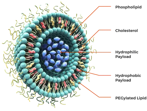 Liposome and its structural components