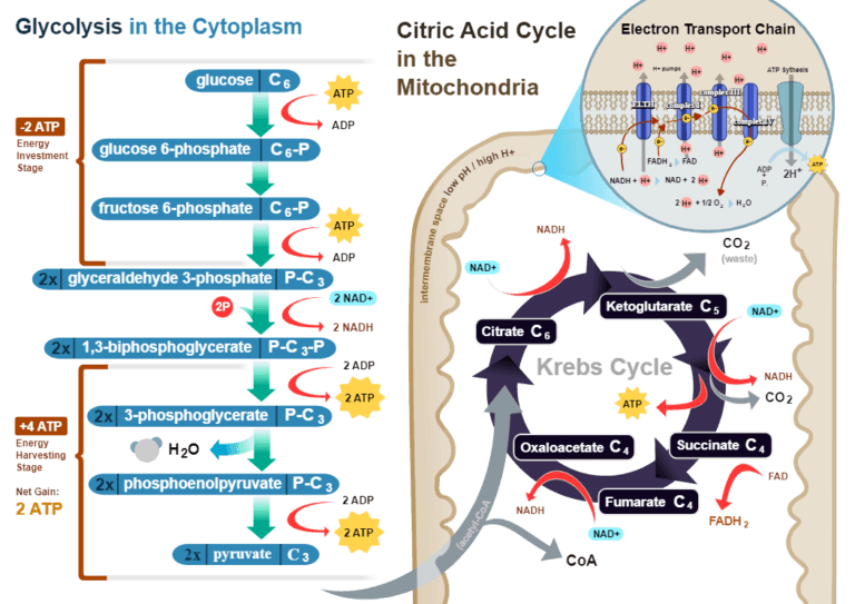 Structural Features of Mitochondria and the Overview of Aerobic Respiration