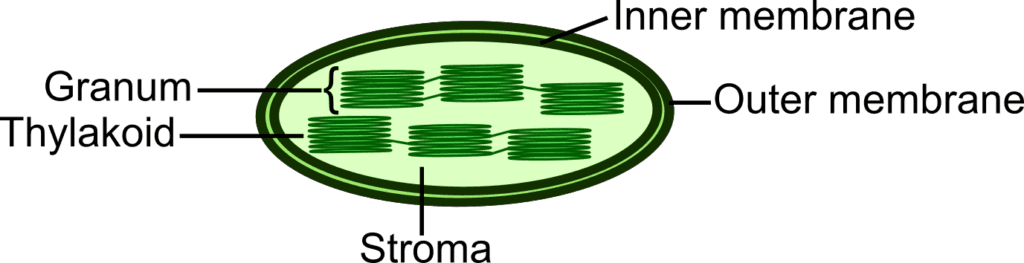 Structural features of chloroplasts