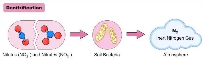 Illustration on a the nitrogen cycle step, denitrification