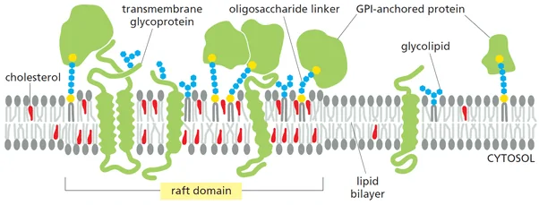 Lipid rafts diagram