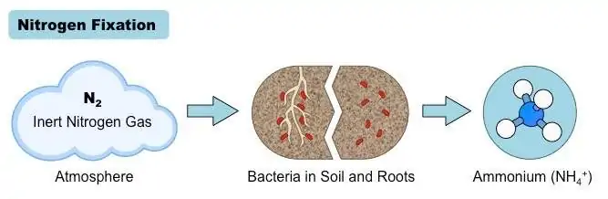 An illustration on how nitrogen is fixed in the nitrogen cycle