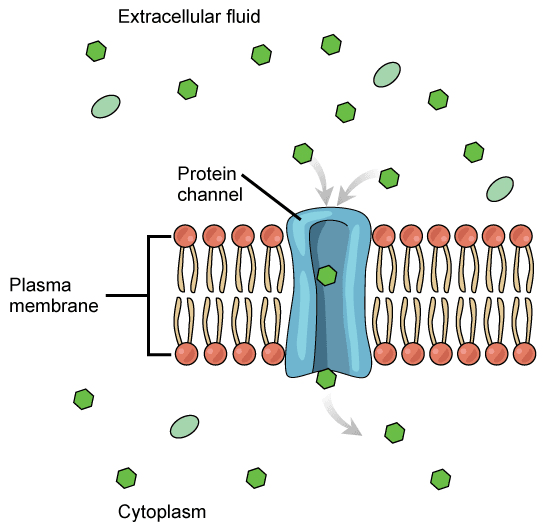 An illustration of channel-mediated transport.[