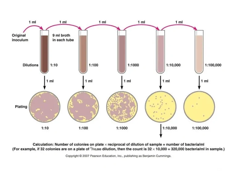An illustration of serial dilutions and plating techniques