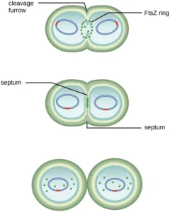 Process of binary fission