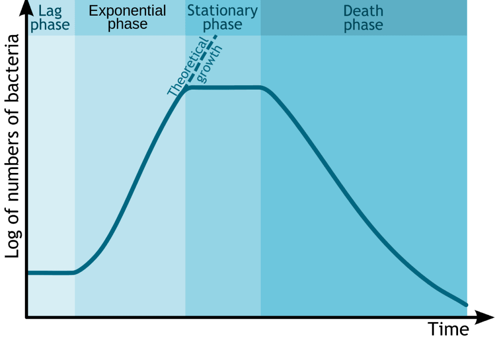 Graph illustrating the four phases of the bacterial growth curve