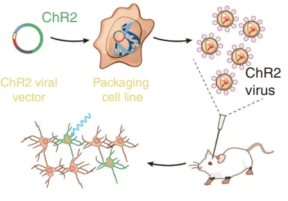 An illustrative diagram of introducing genetically altered genes with opsin protein ChR2 in a mouse