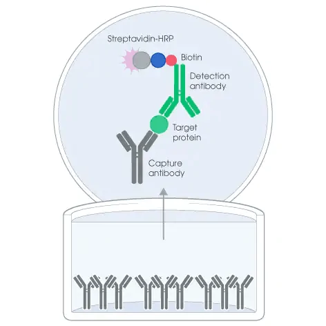 An illustration of the basic ELISA setup showing how the assay works