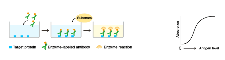 An illustration of the process of direct ELISA
