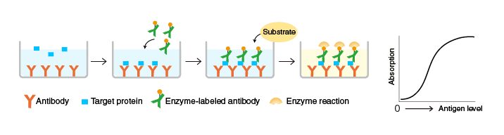 An illustration of the process of sandwich ELISA and the reaction involved
